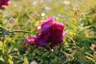 芍药花