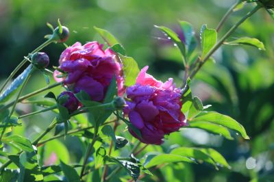 芍药花