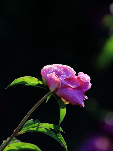 芍药花