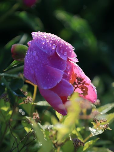 芍药花