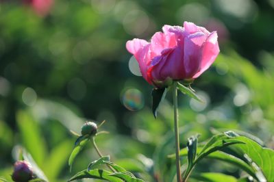 芍药花