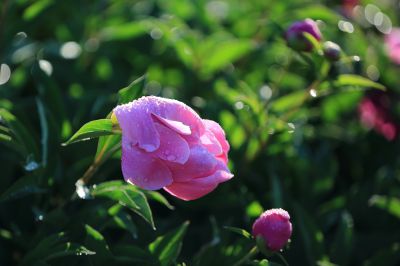 芍药花