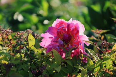 芍药花