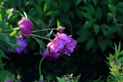 芍药花