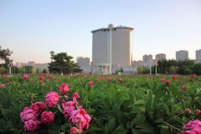 哈尔滨市人民政府广场雨后芍药花