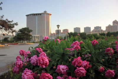 哈尔滨市人民政府广场雨后芍药花