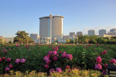 哈尔滨市人民政府广场雨后芍药花