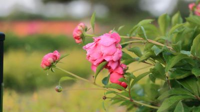 哈尔滨市人民政府广场雨后芍药花