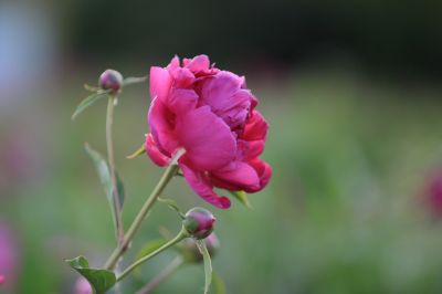 哈尔滨市人民政府广场雨后芍药花