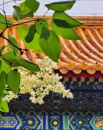 2025年6月13日文庙暴马丁香花开