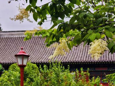 2025年6月13日文庙暴马丁香花开