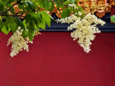 2025年6月13日文庙暴马丁香花开