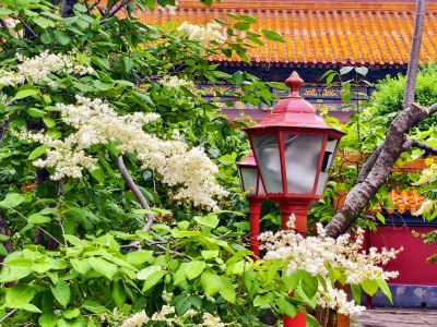 2025年6月13日文庙暴马丁香花开