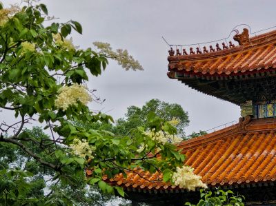 2025年6月13日文庙暴马丁香花开