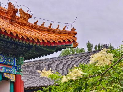 2025年6月13日文庙暴马丁香花开