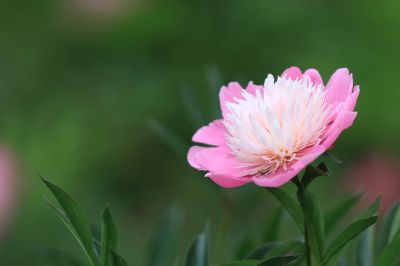 哈尔滨儿童公园芍药花