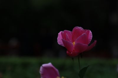 哈尔滨儿童公园芍药花