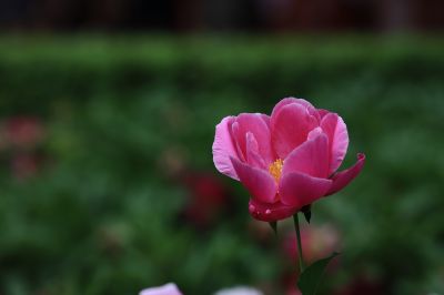 哈尔滨儿童公园芍药花