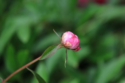 哈尔滨儿童公园芍药花