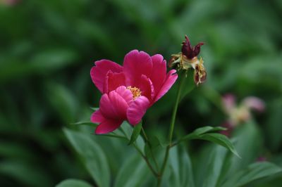 哈尔滨儿童公园芍药花