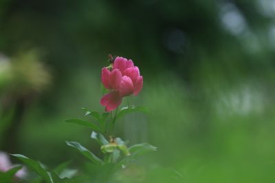 哈尔滨儿童公园芍药花