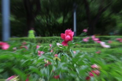哈尔滨儿童公园芍药花