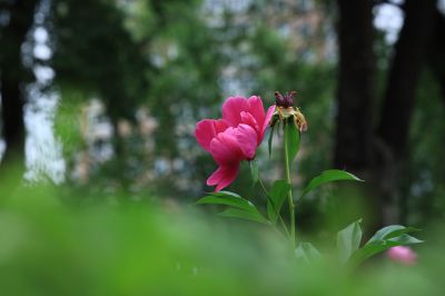 哈尔滨儿童公园芍药花