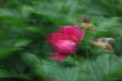 哈尔滨儿童公园芍药花