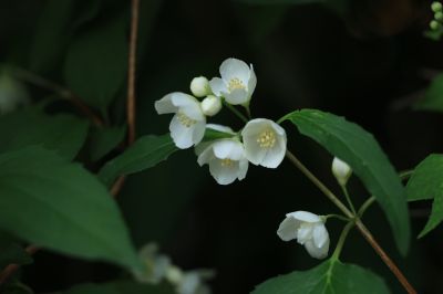 哈尔滨儿童公园芍药花