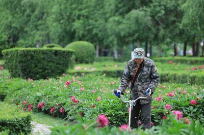 哈尔滨儿童公园芍药花