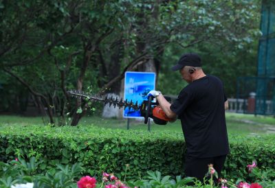 哈尔滨儿童公园芍药花