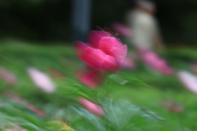 哈尔滨儿童公园芍药花