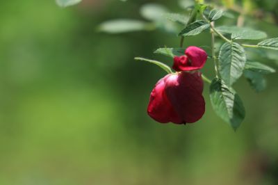 哈尔滨儿童公园芍药花
