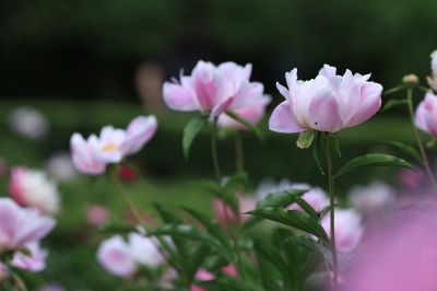 哈尔滨儿童公园芍药花