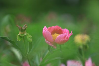 哈尔滨儿童公园芍药花