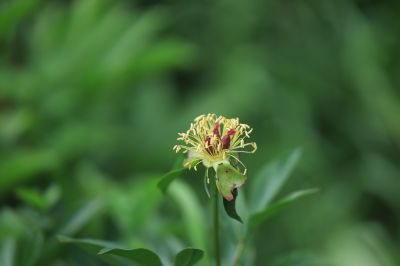 哈尔滨儿童公园芍药花