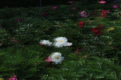 哈尔滨儿童公园芍药花