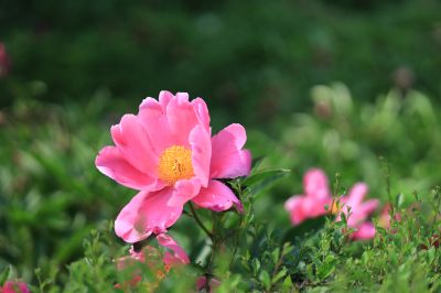 哈尔滨儿童公园芍药花