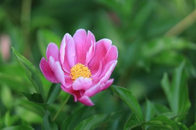 哈尔滨儿童公园芍药花