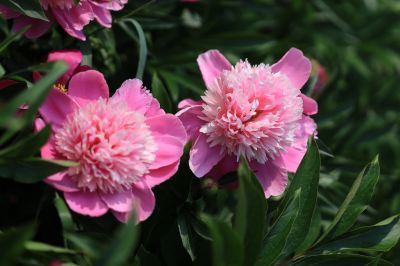 哈尔滨儿童公园芍药花