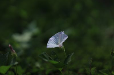 哈尔滨儿童公园芍药花
