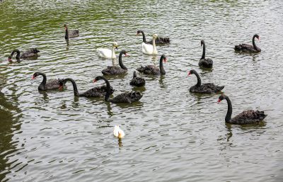 太阳岛天鹅水中之舞