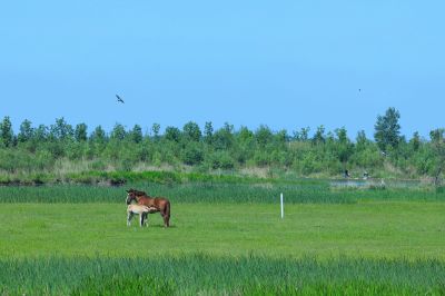 哈尔滨席家屯湿地