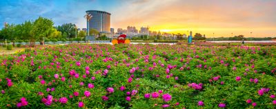 市政府广场朝霞与芍药花海