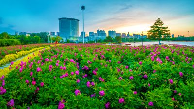 市政府广场朝霞与芍药花海