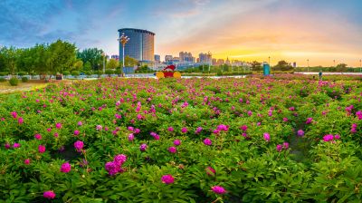 市政府广场朝霞与芍药花海