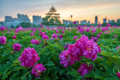 市政府广场朝霞与芍药花海
