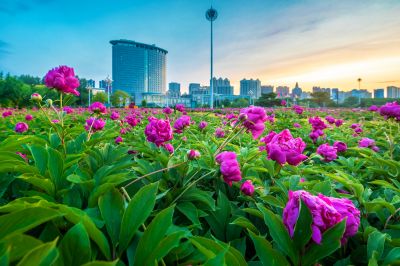 市政府广场朝霞与芍药花海