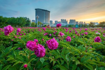 市政府广场朝霞与芍药花海