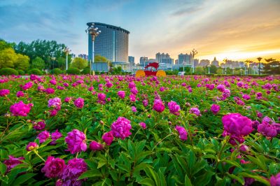 市政府广场朝霞与芍药花海